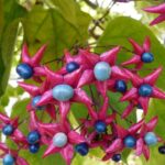 clerodendrum trichotomum clerodendro 1