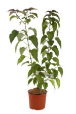clerodendrum trichotomum clerodendro