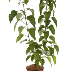 clerodendrum trichotomum clerodendro