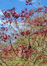 clerodendrum trichotomum clerodendro 3