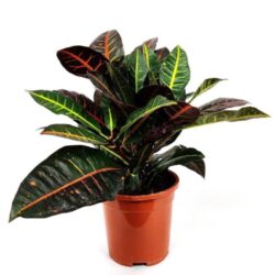 codiaeum variegatum petra croton 2