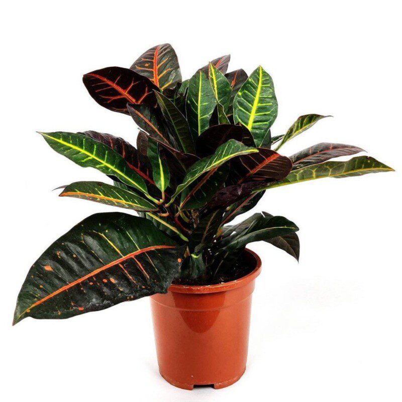 codiaeum variegatum petra croton 2