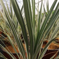 cordyline australis pink champagne variegata dracena 1