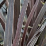 cordyline australis red star dracena