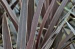 cordyline australis red star dracena