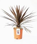 cordyline australis red star dracena 2