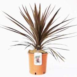 cordyline australis red star dracena 2