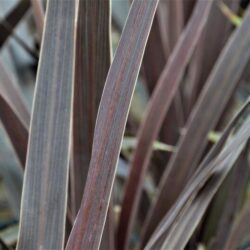 cordyline australis red star dracena