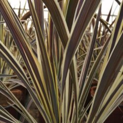 cordyline banksii electric flash dracena 1