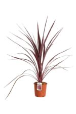 cordyline banksii electric pink dracena 1