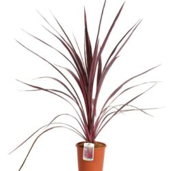 cordyline banksii electric pink dracena 1