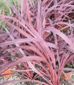 cordyline banksii electric pink dracena