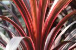 cordyline banksii electric pink dracena 2