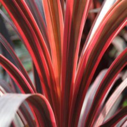 cordyline banksii electric pink dracena 2