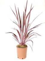cordyline banksii electric pink dracena 4