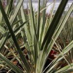 cordyline banksii electric star dracena