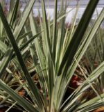cordyline banksii electric star dracena