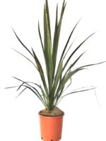 cordyline banksii electric star dracena 2