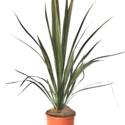 cordyline banksii electric star dracena 2