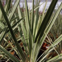 cordyline banksii electric star dracena