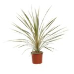 cordyline torbay dazzler dracena 2