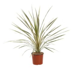 cordyline torbay dazzler dracena 2