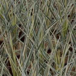 cordyline torbay dazzler dracena