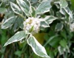 cornus alba elegantissima corniolo bianco 1