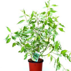 cornus alba elegantissima corniolo bianco