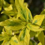 cornus alba gouchaltii corniolo