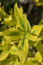 cornus alba gouchaltii corniolo