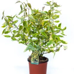 cornus alba gouchaltii corniolo 2