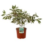 cornus alba ivory halo corniolo bianco 1