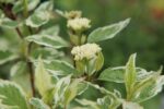 cornus alba ivory halo corniolo bianco 2