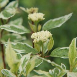 cornus alba ivory halo corniolo bianco 2