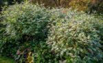cornus alba ivory halo corniolo bianco 4