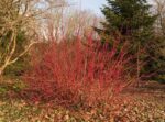 cornus alba sibirica cornus siberiano 1