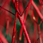 cornus alba sibirica cornus siberiano 3