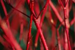 cornus alba sibirica cornus siberiano 3