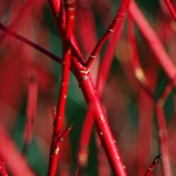 cornus alba sibirica cornus siberiano 3