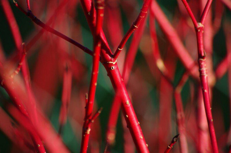 cornus alba sibirica cornus siberiano 3 cornus alba sibirica cornus siberiano 3