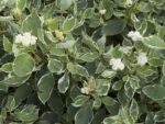 cornus alba sibirica variegata cornus siberiano