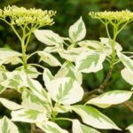 cornus brachipoda controversa variegata 1
