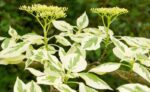 cornus brachipoda controversa variegata 1