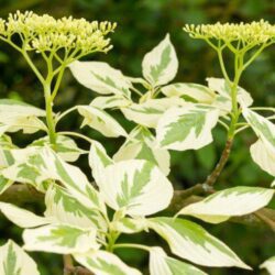 cornus brachipoda controversa variegata 1