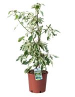 cornus brachipoda controversa variegata