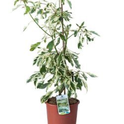 cornus brachipoda controversa variegata