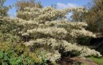 cornus brachipoda controversa variegata 3