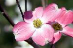 cornus florida cherokee brave 1