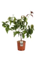 cornus florida cherokee brave